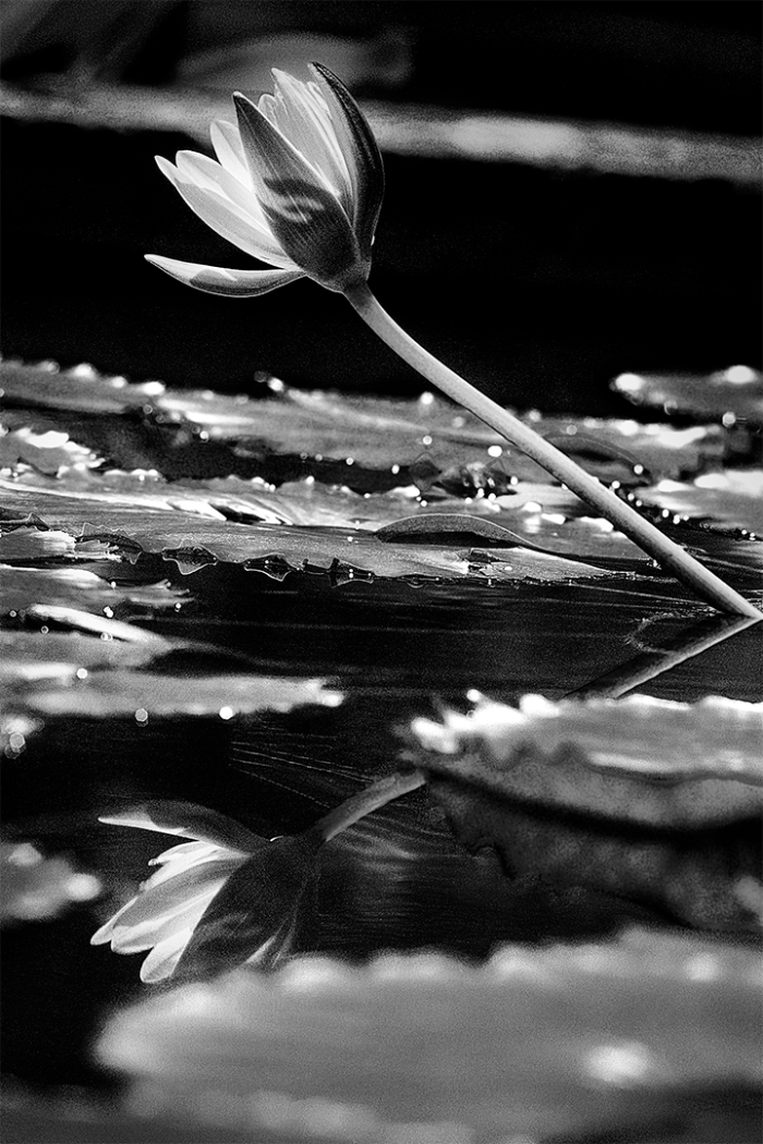 Reflection of Beauty B&W