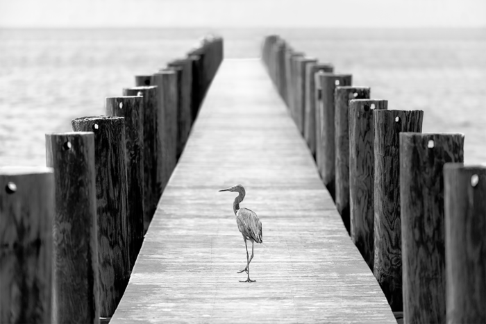 Road Less Traveled B&W