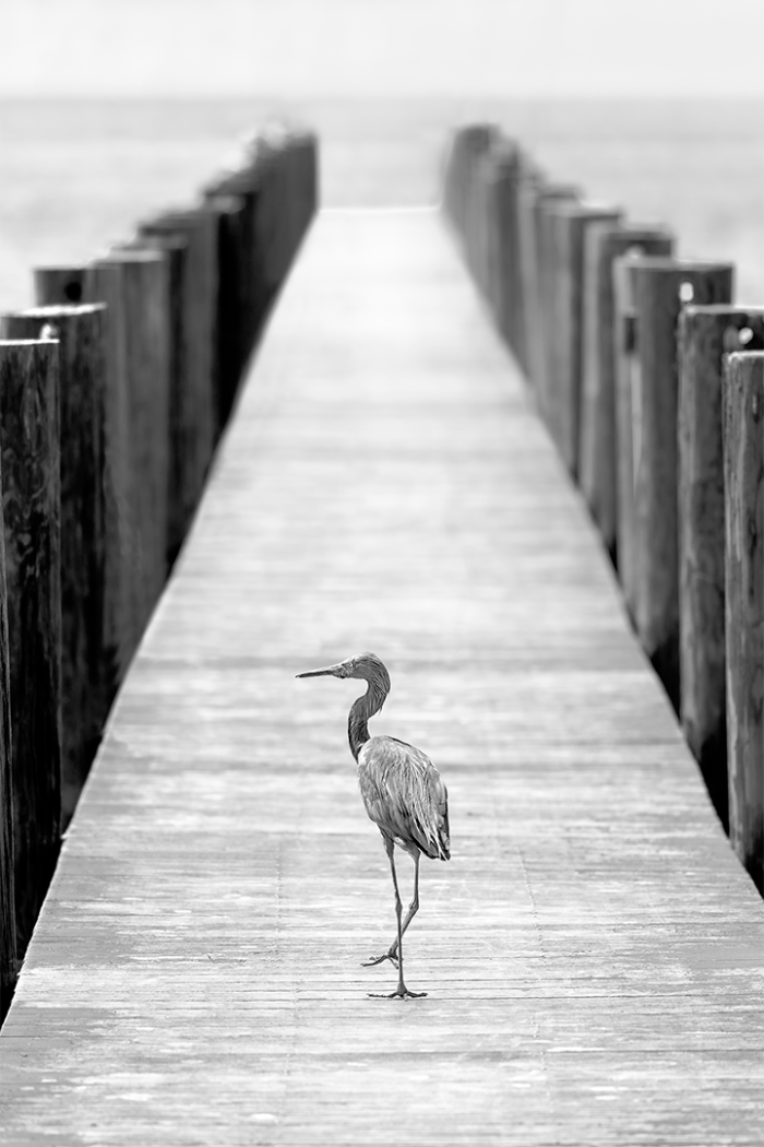 Road Less Traveled V B&W
