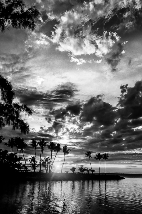 Silver Palm Sunset B&W