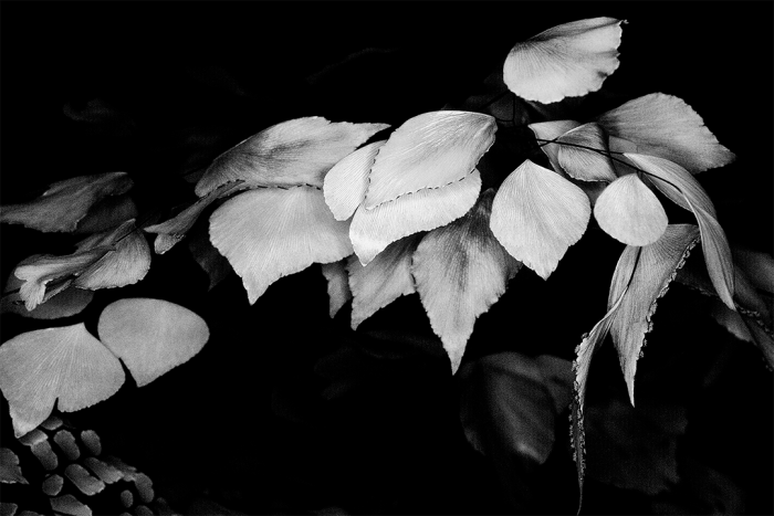Spanish Lace B&W