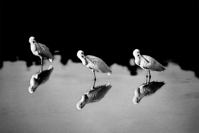Synchronicity B&W