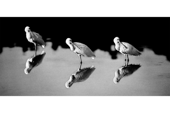 Synchronicity B&W - Image 2