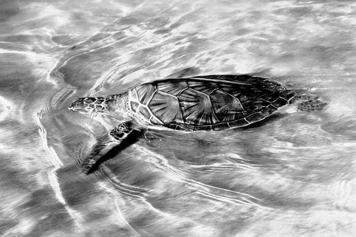 Tortuga B&W