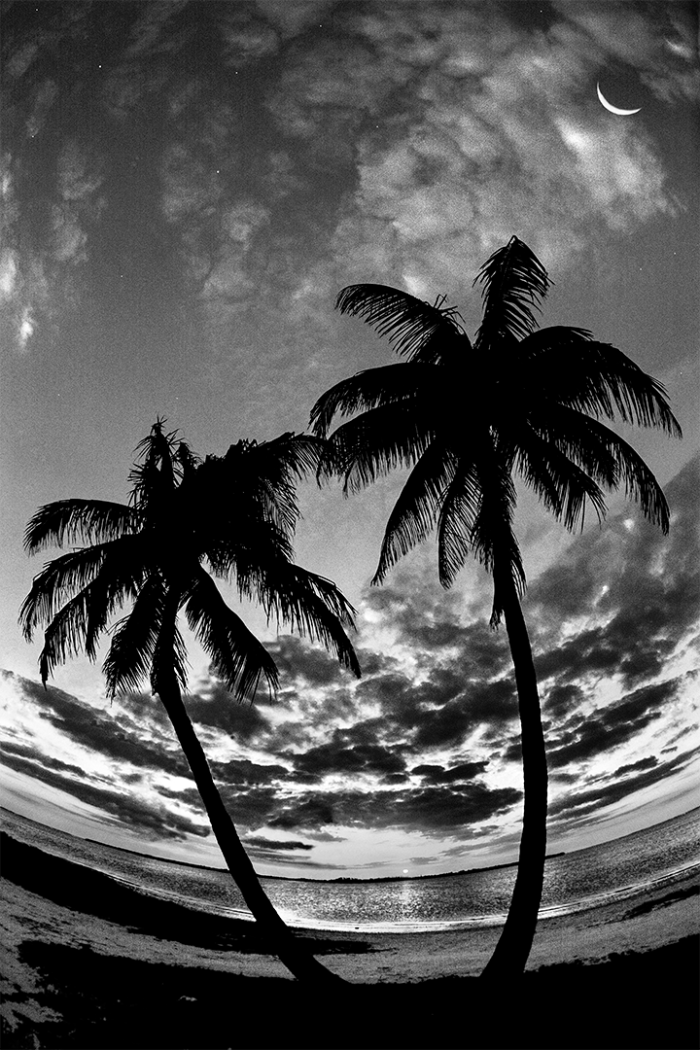 Tropical Fantasy B&W