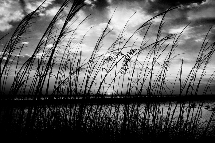 Veil of Twilight B&W