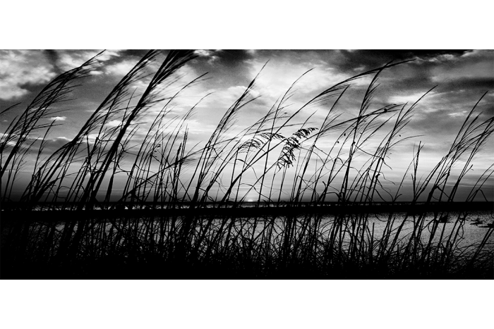 Veil of Twilight B&W - Image 2