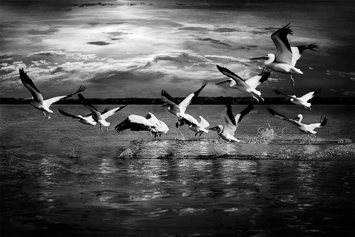 Wings Across the Water B&W