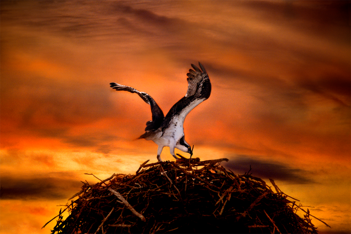 A Place to Nest