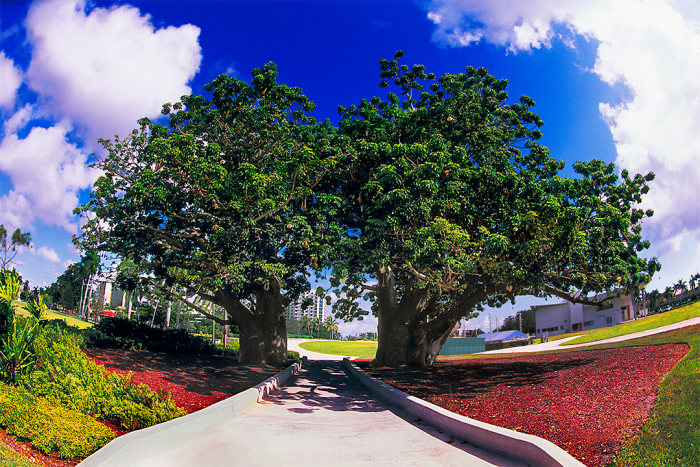 African Baobab Trees