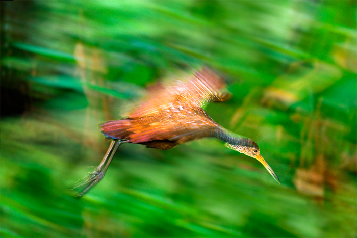 Air Limpkin
