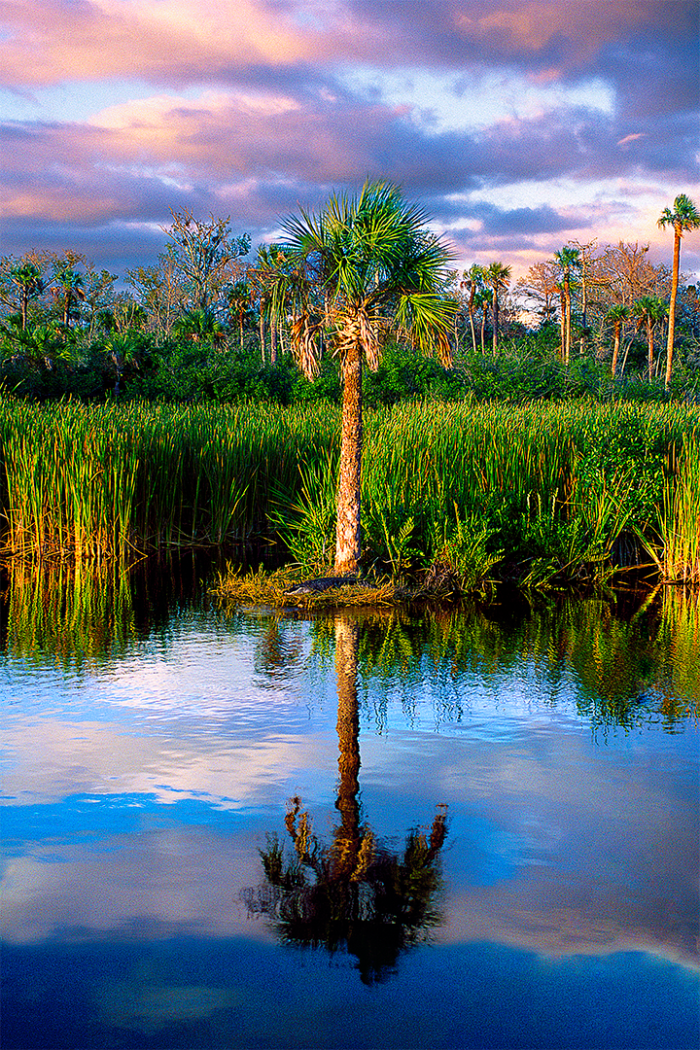 Alligator Island 1