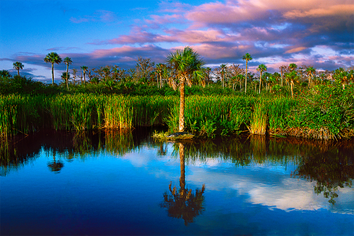 Alligator Island 2
