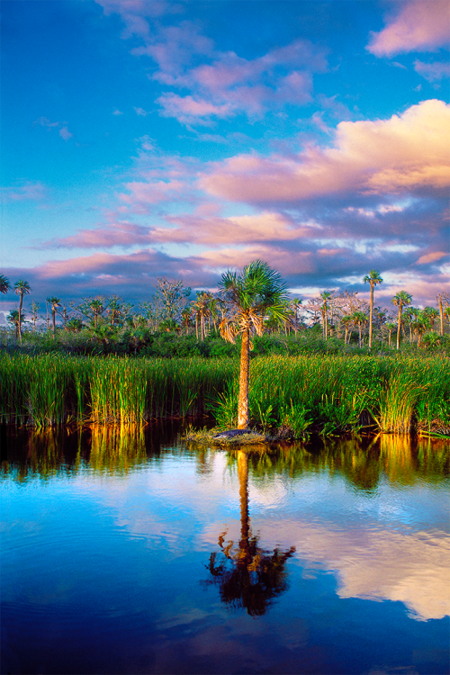 Alligator Island 3