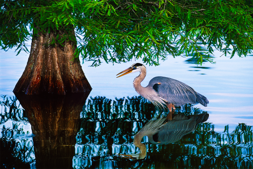 Audubon Moment 2