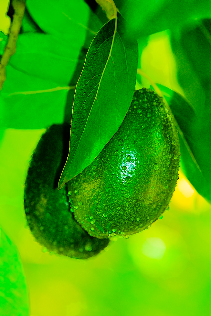 Avocado Green