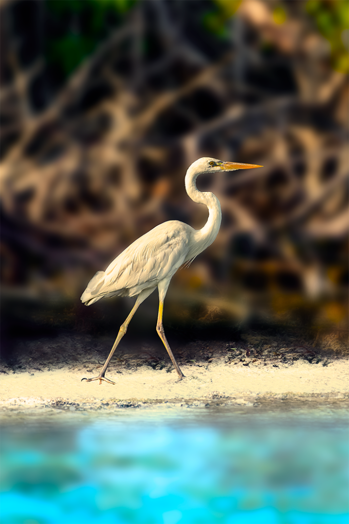 Beachcomber