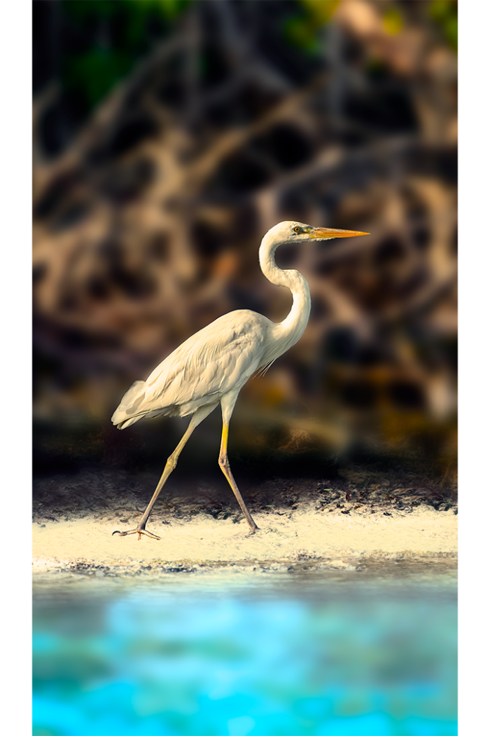 Beachcomber - Image 2