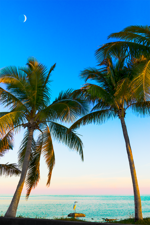 Between Two Palms