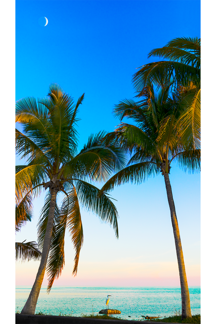 Between Two Palms - Image 2