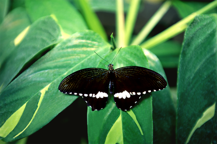 Black Velvet