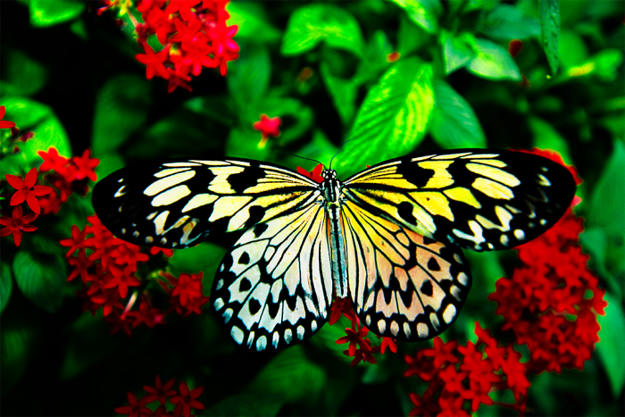 Black, White and Beautiful