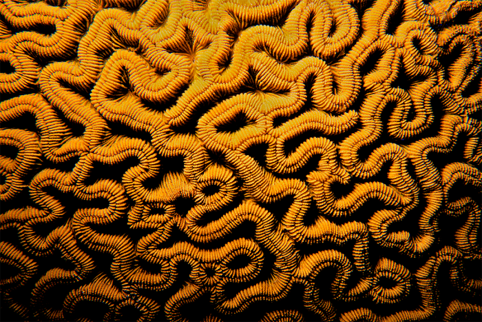 Boulder Brain Coral