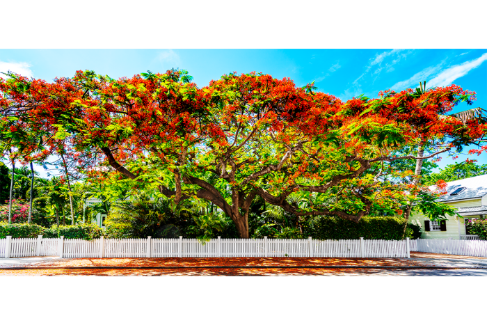 Branching Out - Image 2
