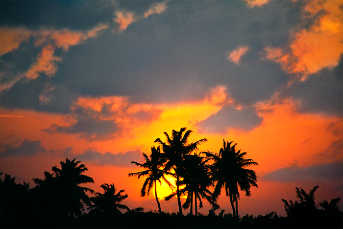 Burning Palms
