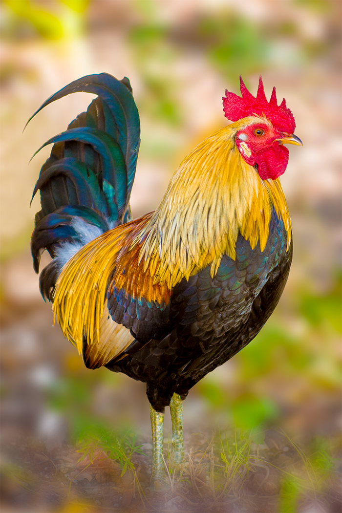 Chicken Soup Blues