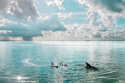 Children of the Sea
