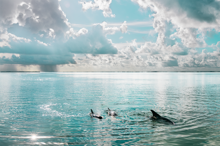Children of the Sea
