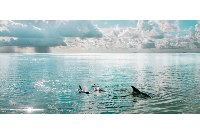 Children of the Sea - Image 2