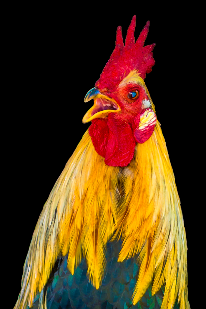 Cry Fowl