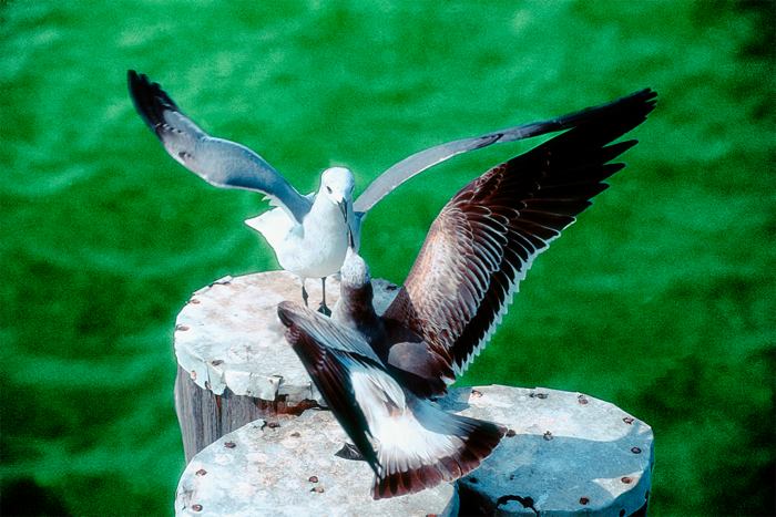 Dancing Beak to Beak