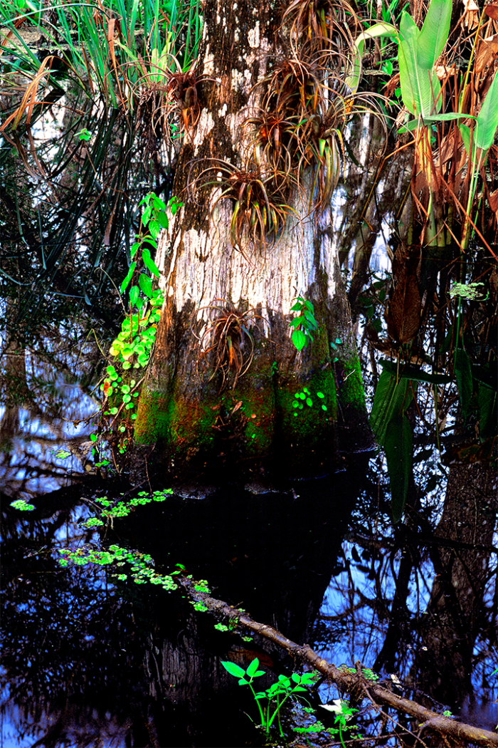 Diary of a Cypress 1
