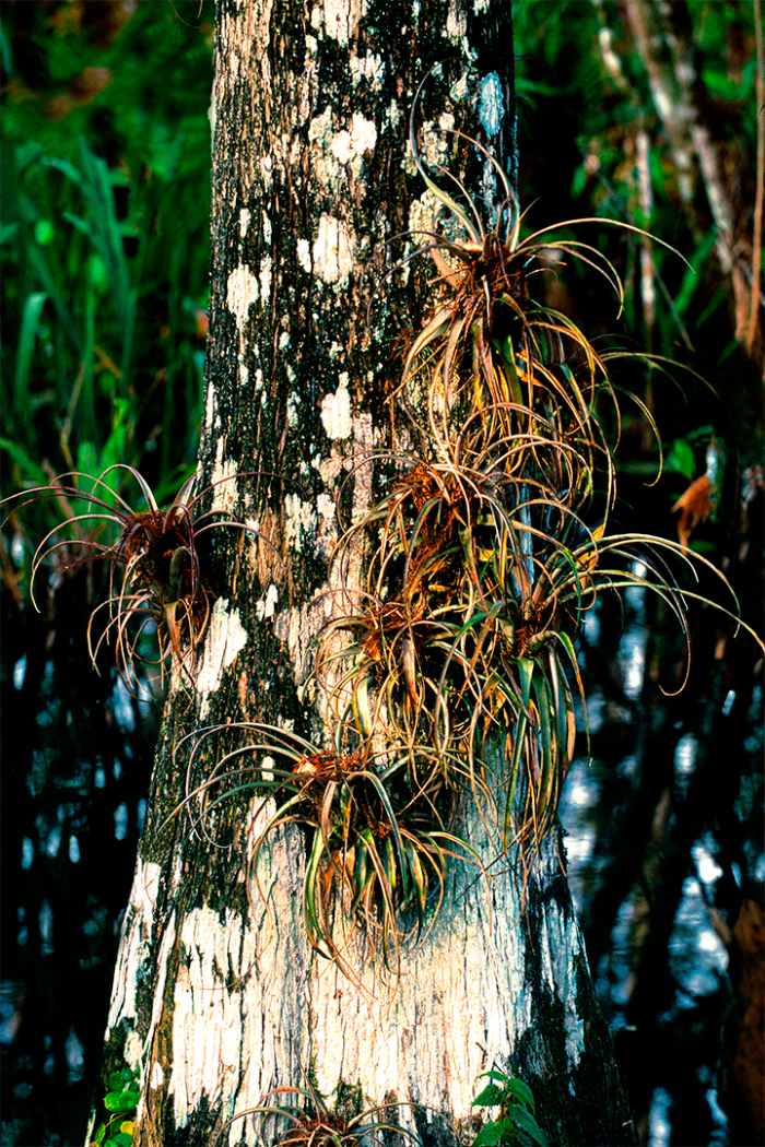 Diary of a Cypress 2