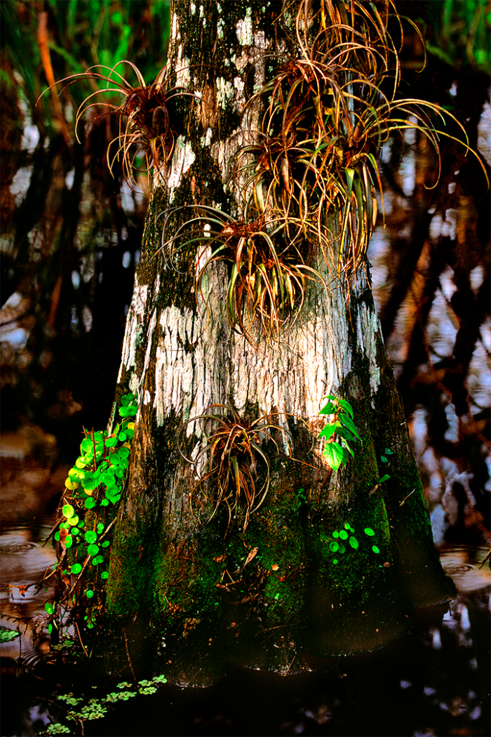 Diary of a Cypress 4