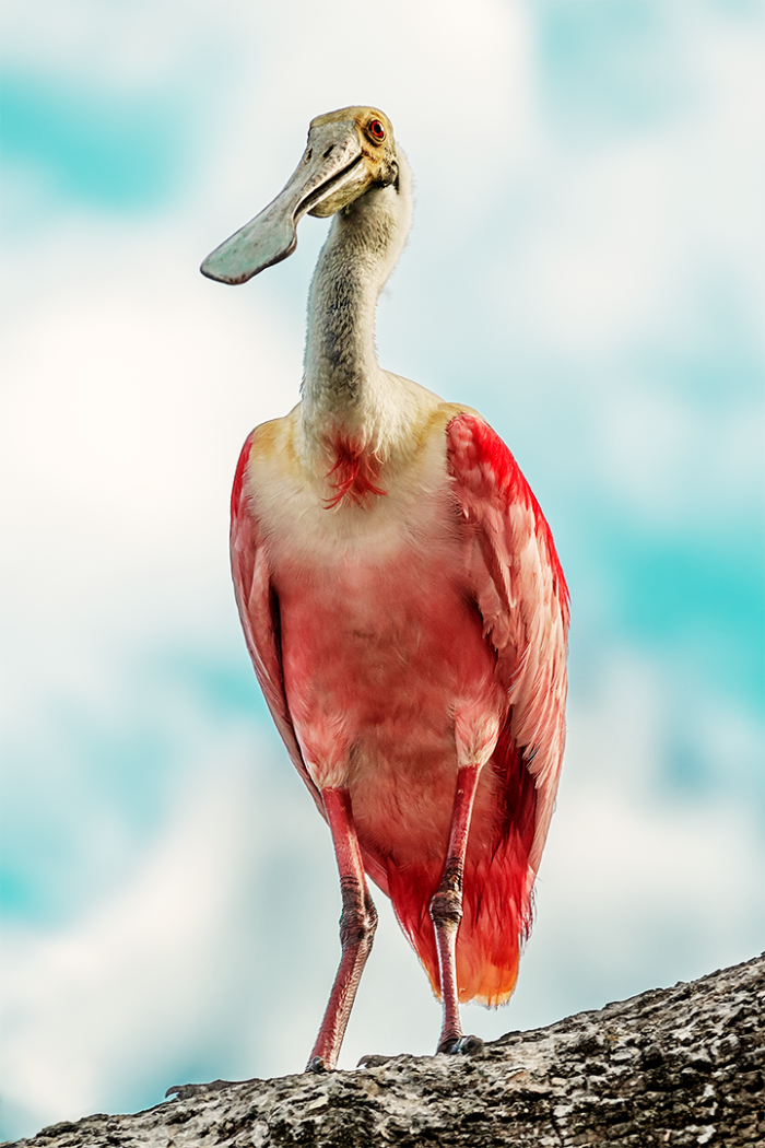 Diary of a Spoonbill