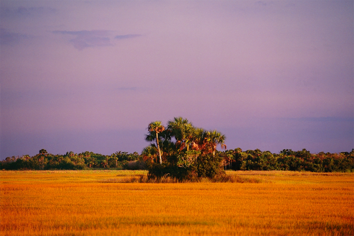 Dream Field