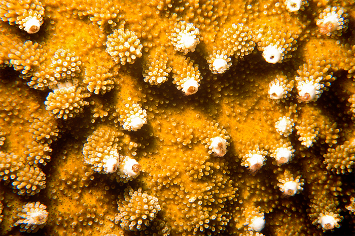 Elkhorn Coral