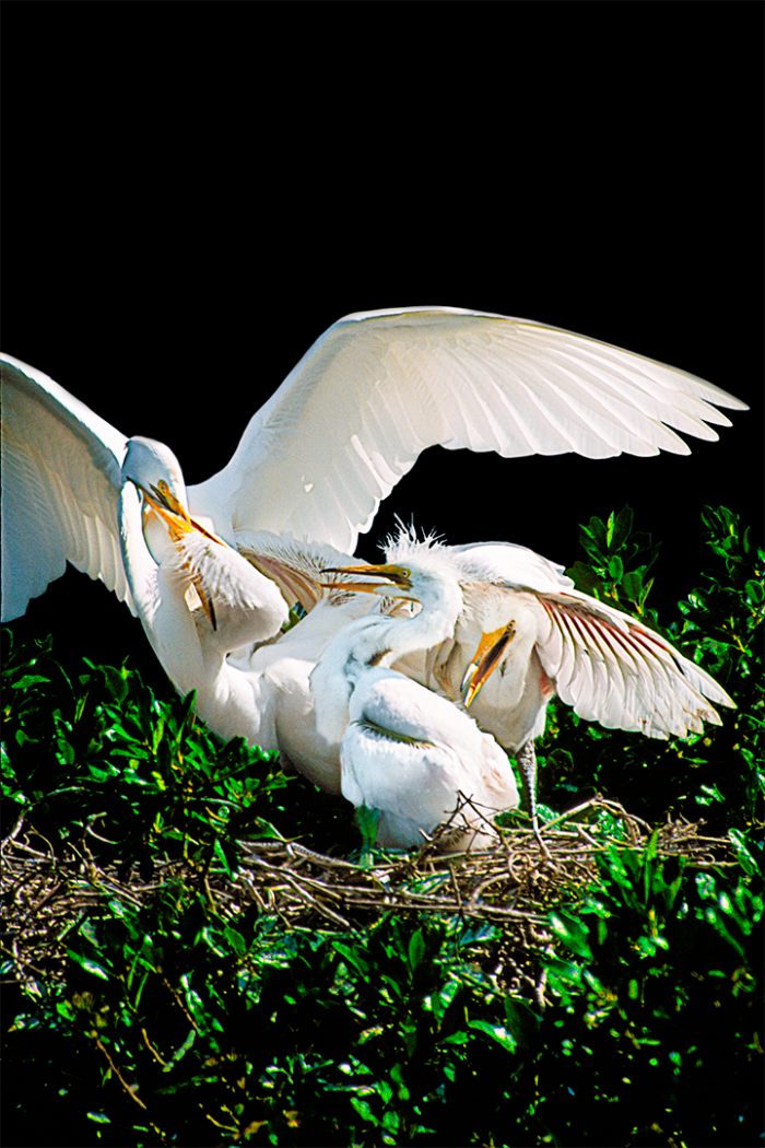 Feeding Frenzy