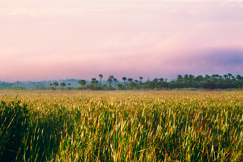 Field of Dreams