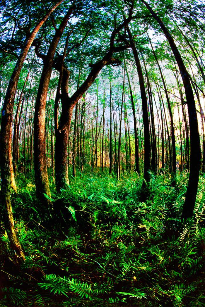 Forest Green