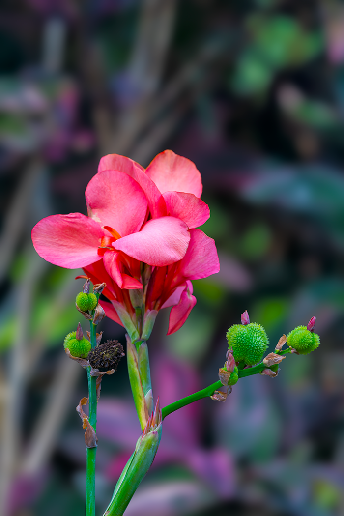 Garden Variety