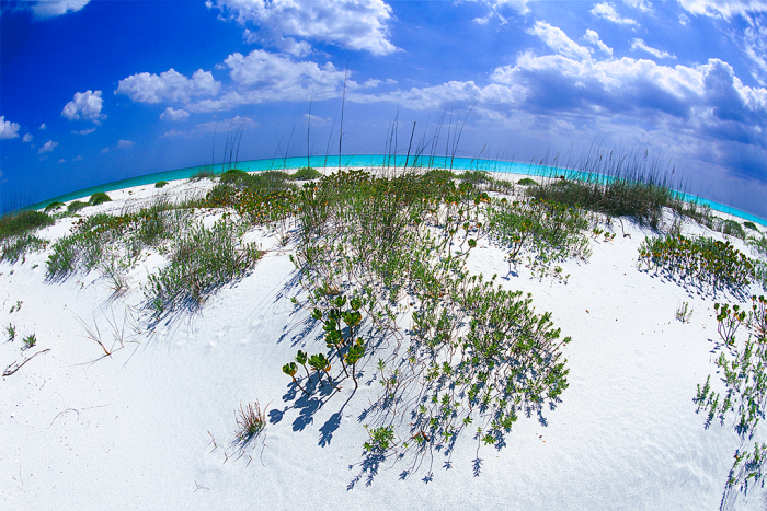 Garden in the Sand III