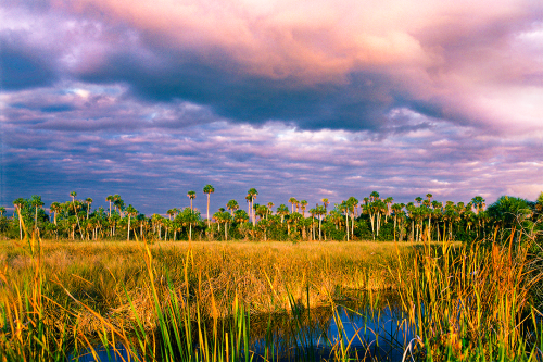 Golden Oasis