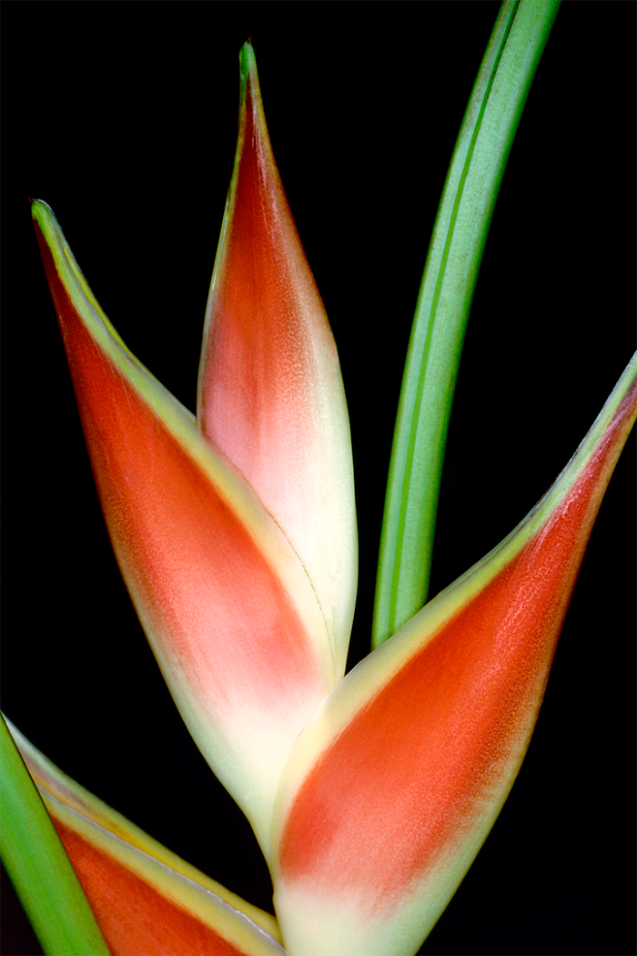 Heliconia-Exotica