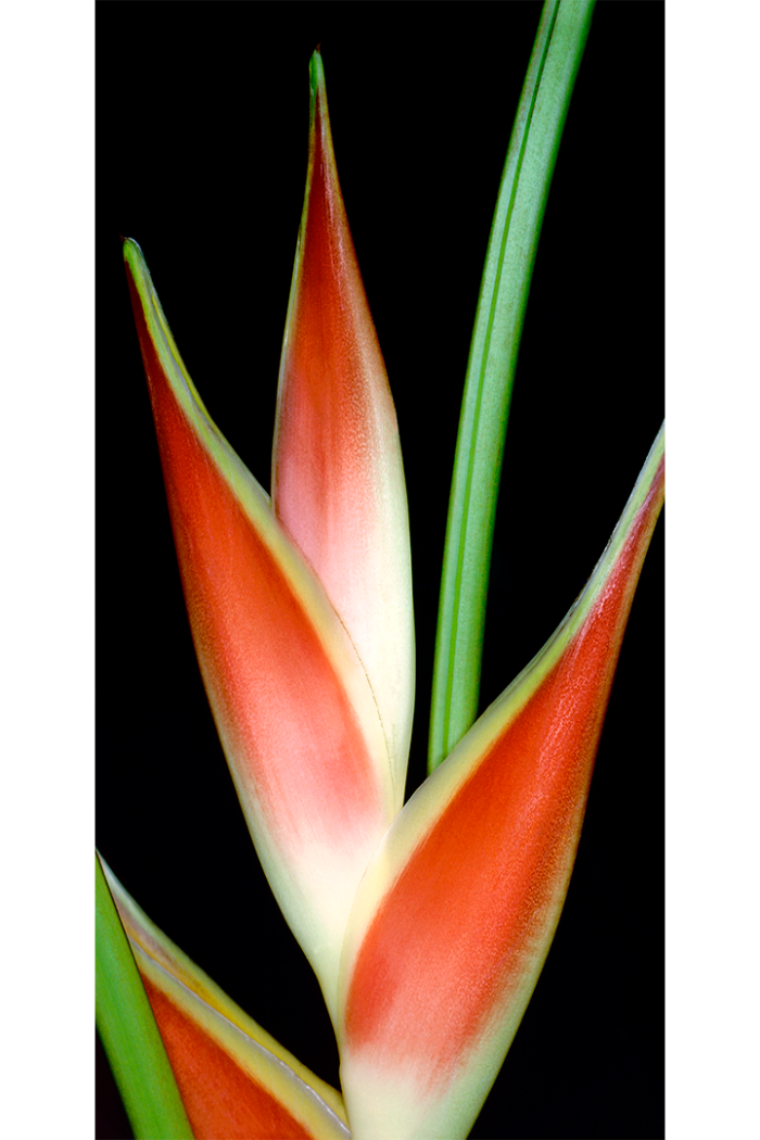 Heliconia-Exotica - Image 2