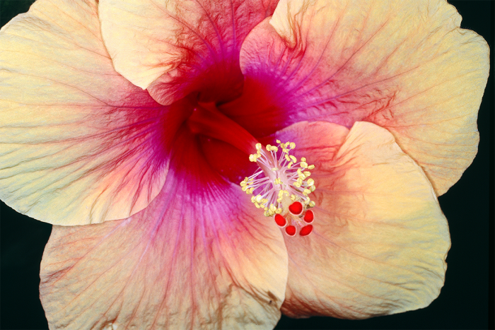 Hibiscus